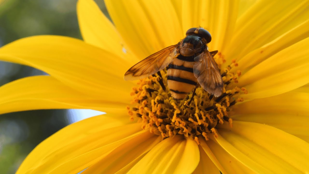 BEAUTIFUL! 100+ GARDEN DESIGN FOR POLLINATOR IDEAS | HOW TO CREATE BACKYARD POLLINATOR GARDEN EASILY