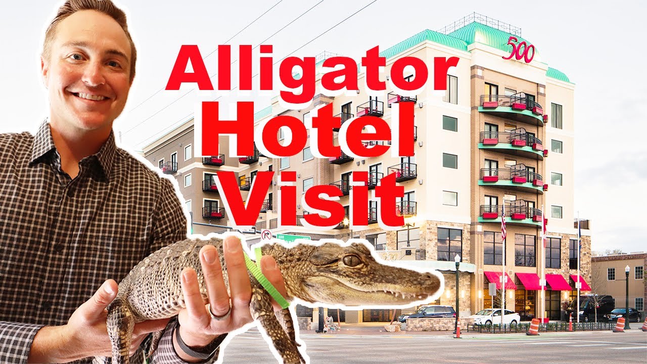 Taking My Alligator To A Fancy Hotel!!!!