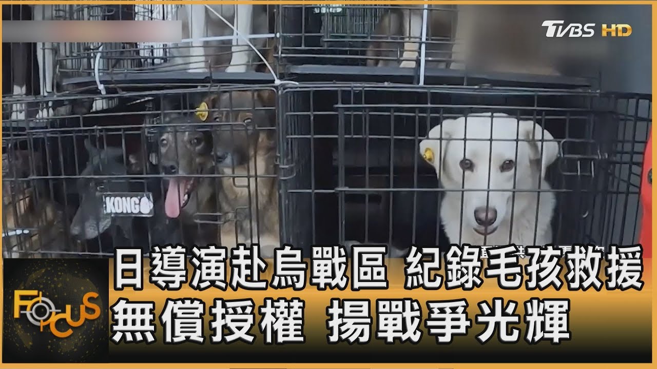 日導演赴烏戰區 紀錄毛孩救援 無償授權 揚戰爭光輝｜方念華｜FOCUS全球新聞20260130 @tvbsfocus