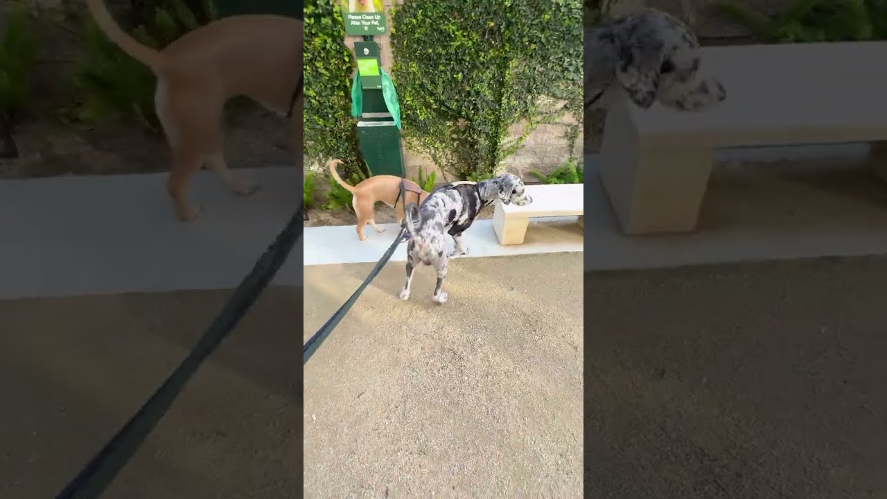 This Potty Break Was a HUGE Win for Us