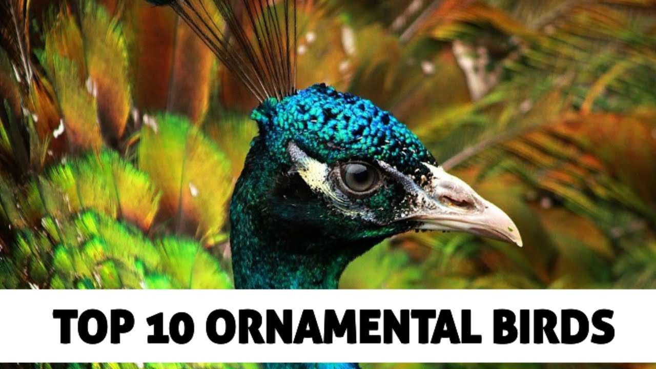 Top 10 Ornamental Birds