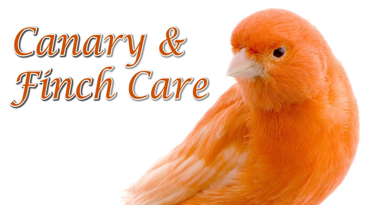 Canary and Finch Care - Requested