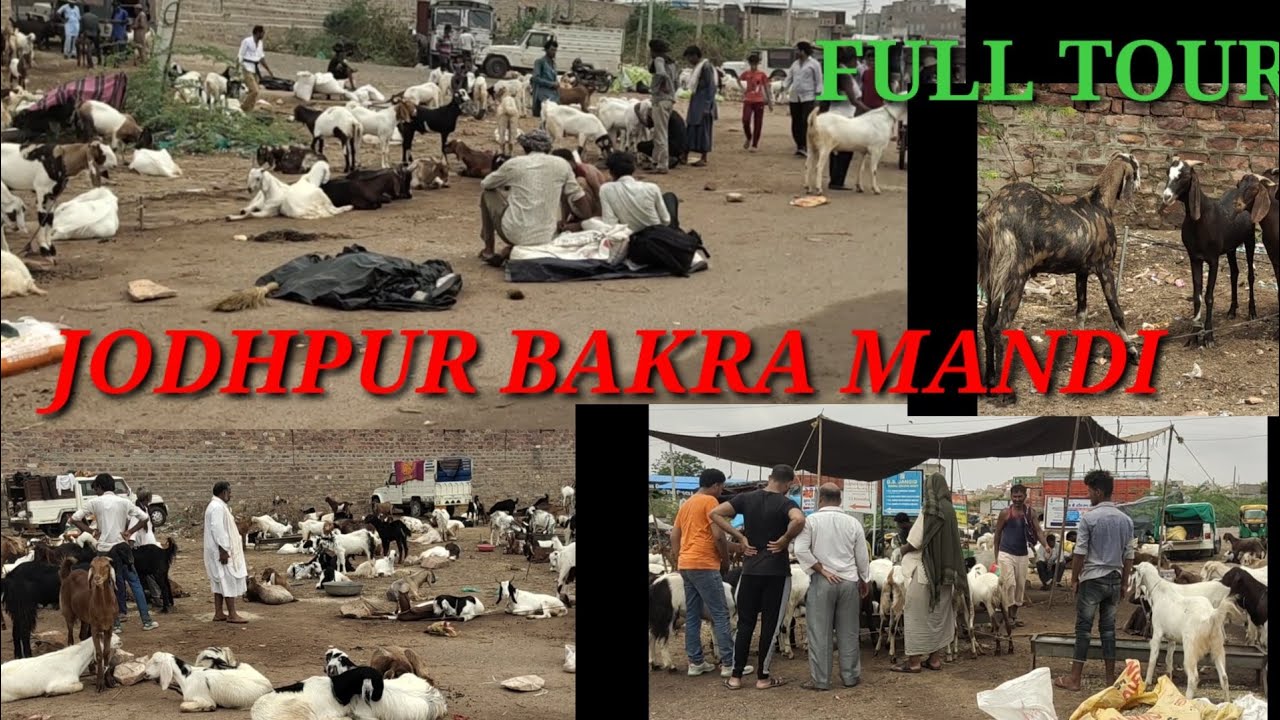 Jodhpur Bakra Mandi Full Tour  July 8, 2022 Mornig  Qasmi bhai Choka mandi jodhpur