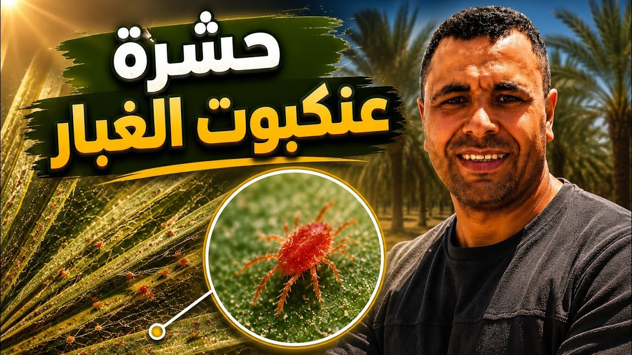 عنكبوت الغبار او حلم الغبار ( Dust Mite )