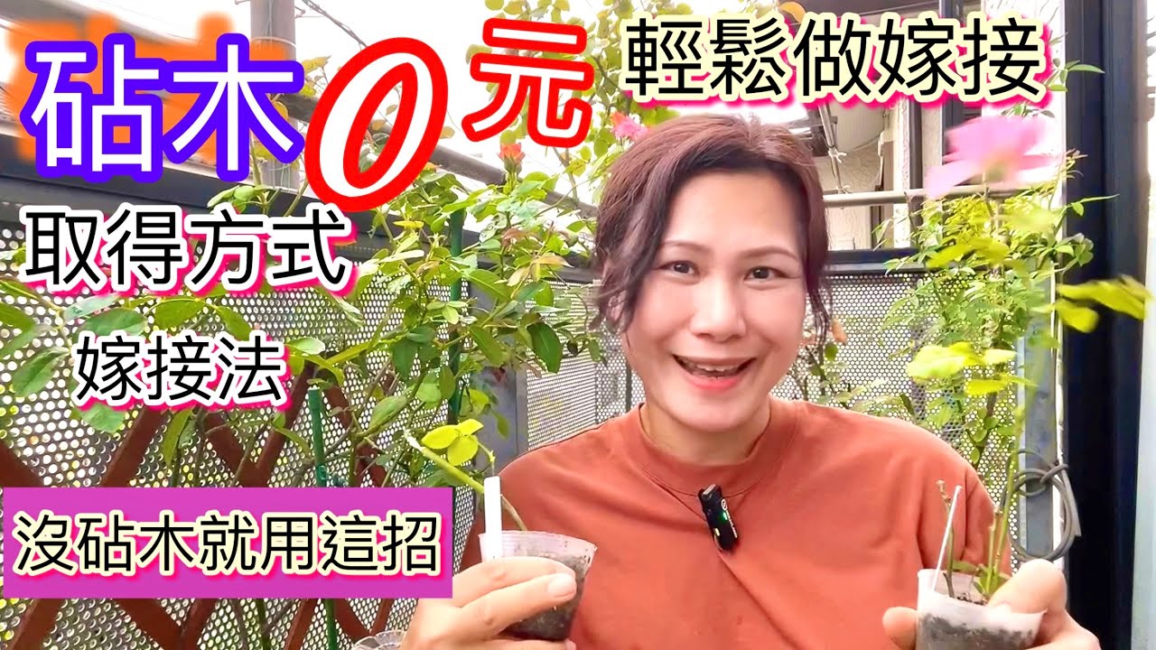 砧木不花錢！沒砧木就如此做！嫁接玫瑰繁衍方式無私公開#Erin玫瑰花園