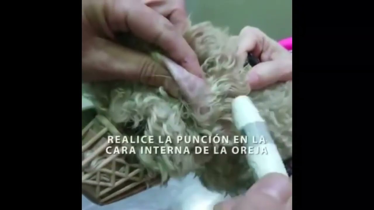 GLUCOMETRO VETERINARIO GLUCOPET