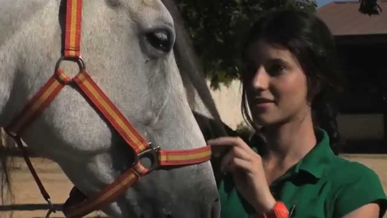 Cheval de Pure Race Espagnole
