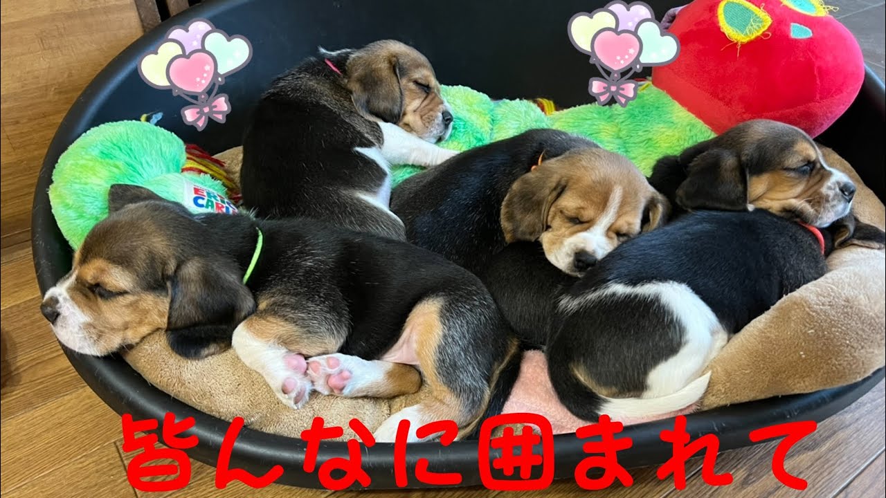 [ビーグル]家族に囲まれ過ごしている子犬たち(ルビー)