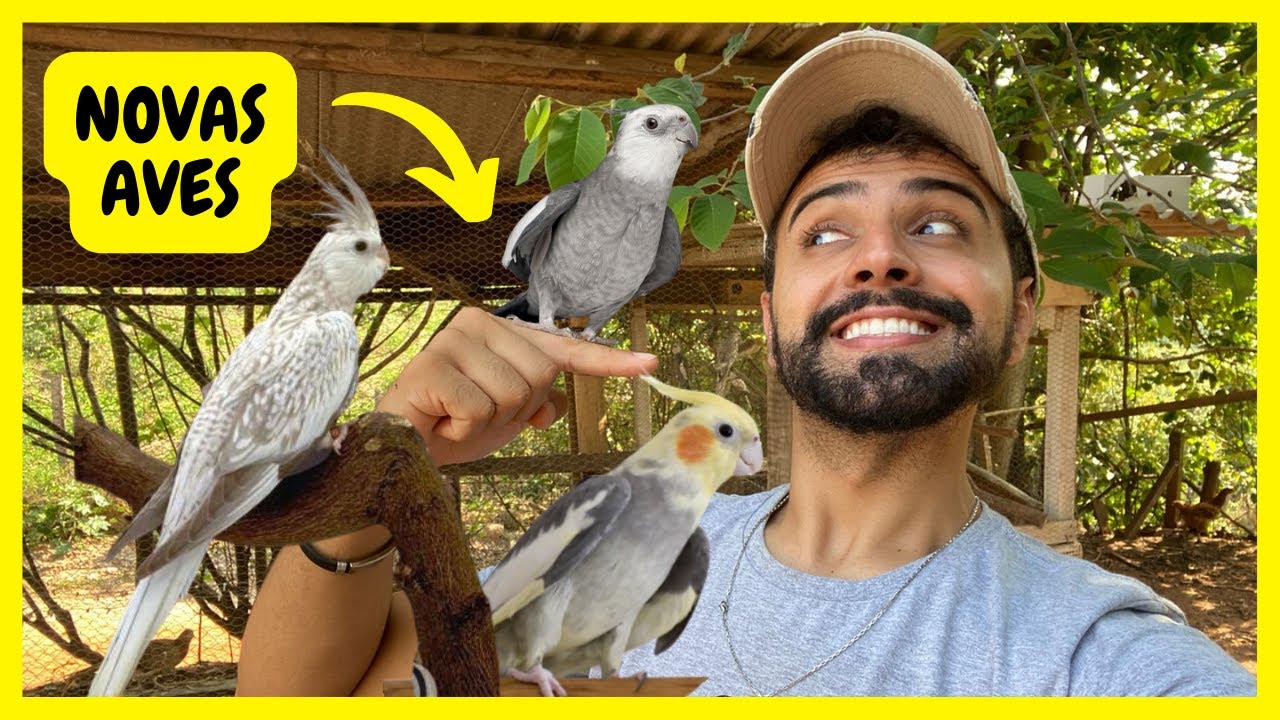 Chegou Novas Calopsitas no Sítio | Gutejando