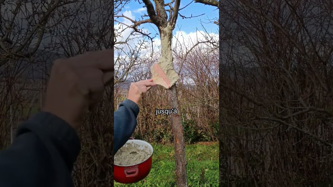 Le badigeon pour le soin des arbres : une pratique biodynamique #soindesarbres #arboriculture
