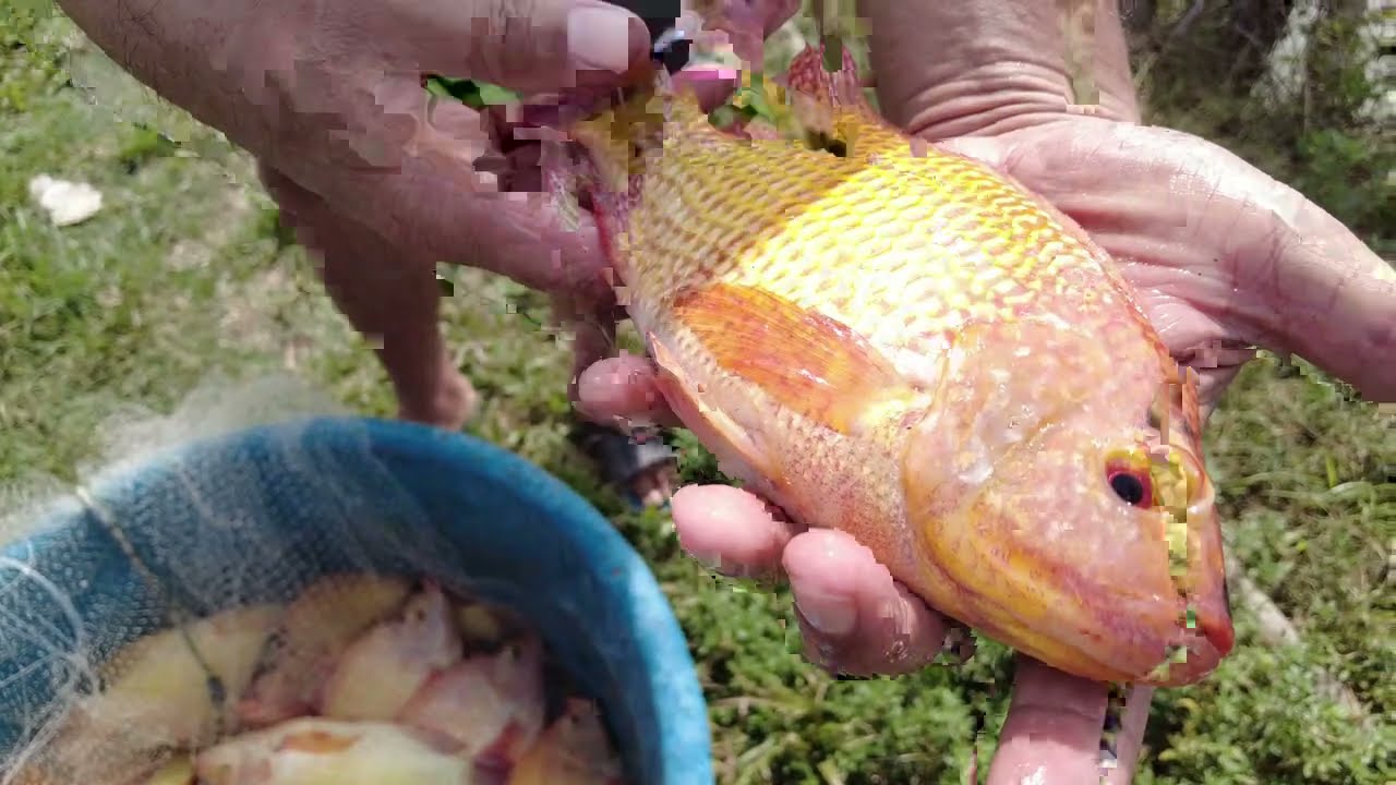 Food Source Series - Prawn Farm