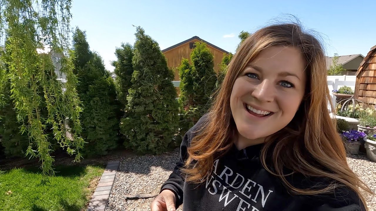 Dahlia Inventory & Replacing a few North Pole Arborvitae! 🌸🌲💚 // Garden Answer