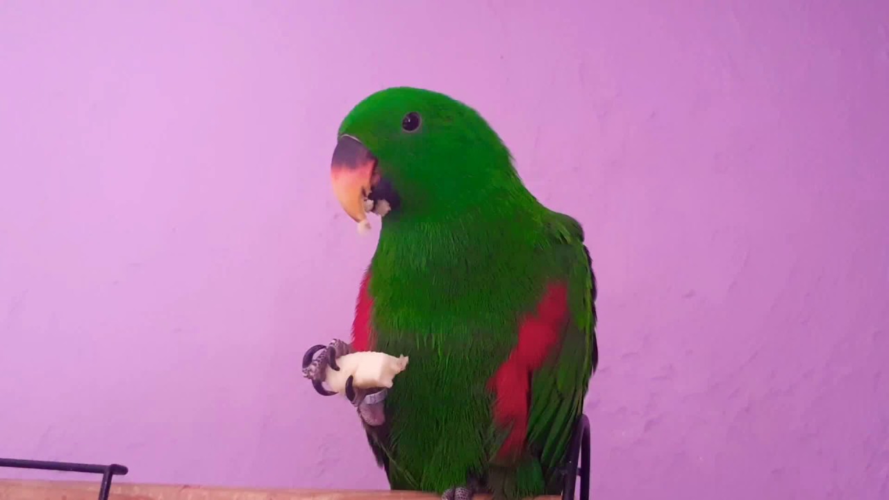 Perroquet eclectus (un  moment fruité!!!!!)