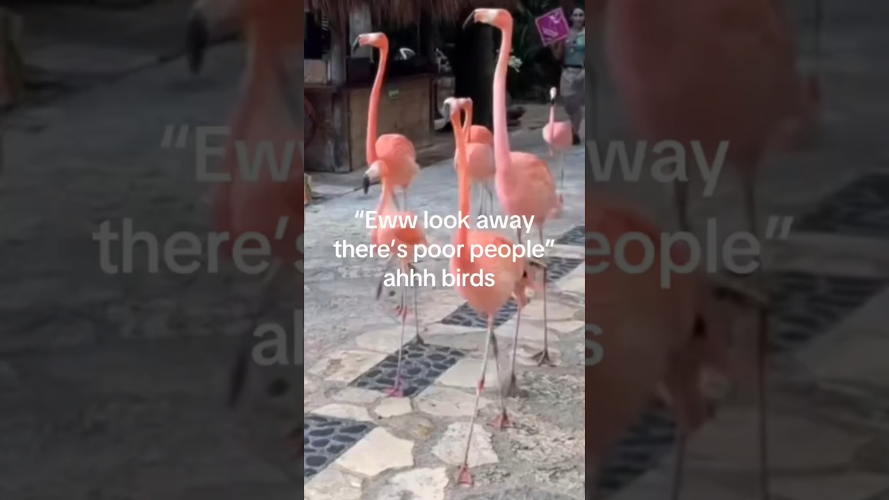 Too elegant ✨️🦩 