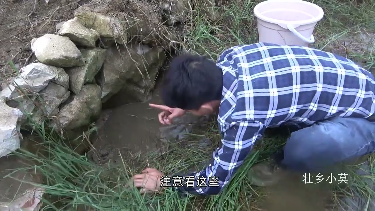 洪水过后发现一个小水坑，抽干水后抓到一窝土鲶鱼，大幸运了