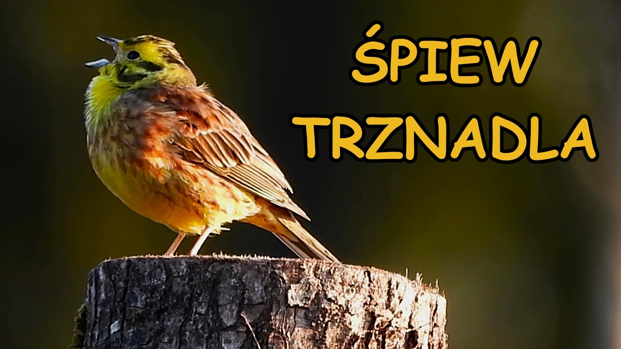 Śpiew trznadla Trznadel koncert na kołku Śpiew ptaków Ptaki polski Odgłosy natury Dźwięki lasu Birds