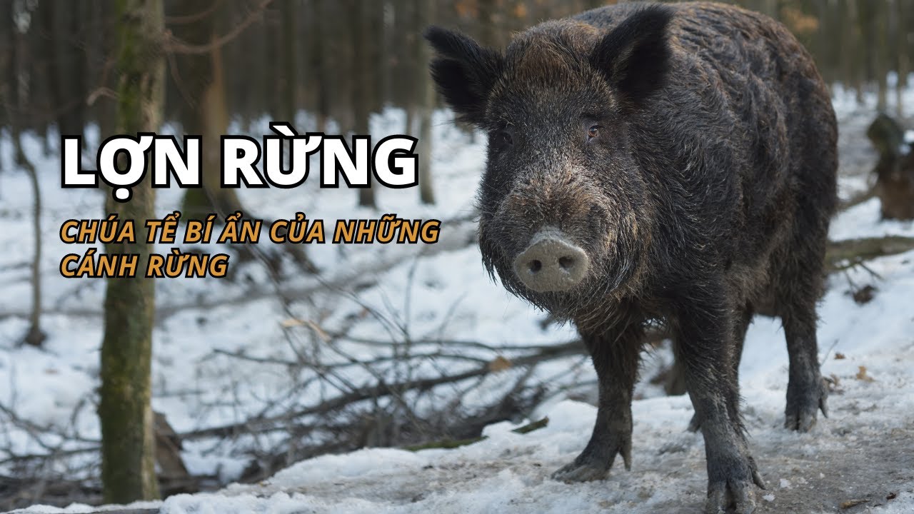 Lợn Rừng - Ch&uacute;a tể b&iacute; ẩn của những c&aacute;nh rừng