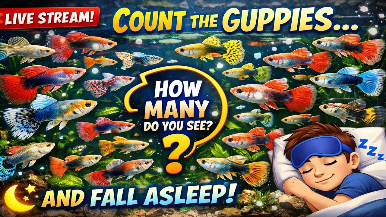 Counting colorful Guppies 🐟 LIVE!