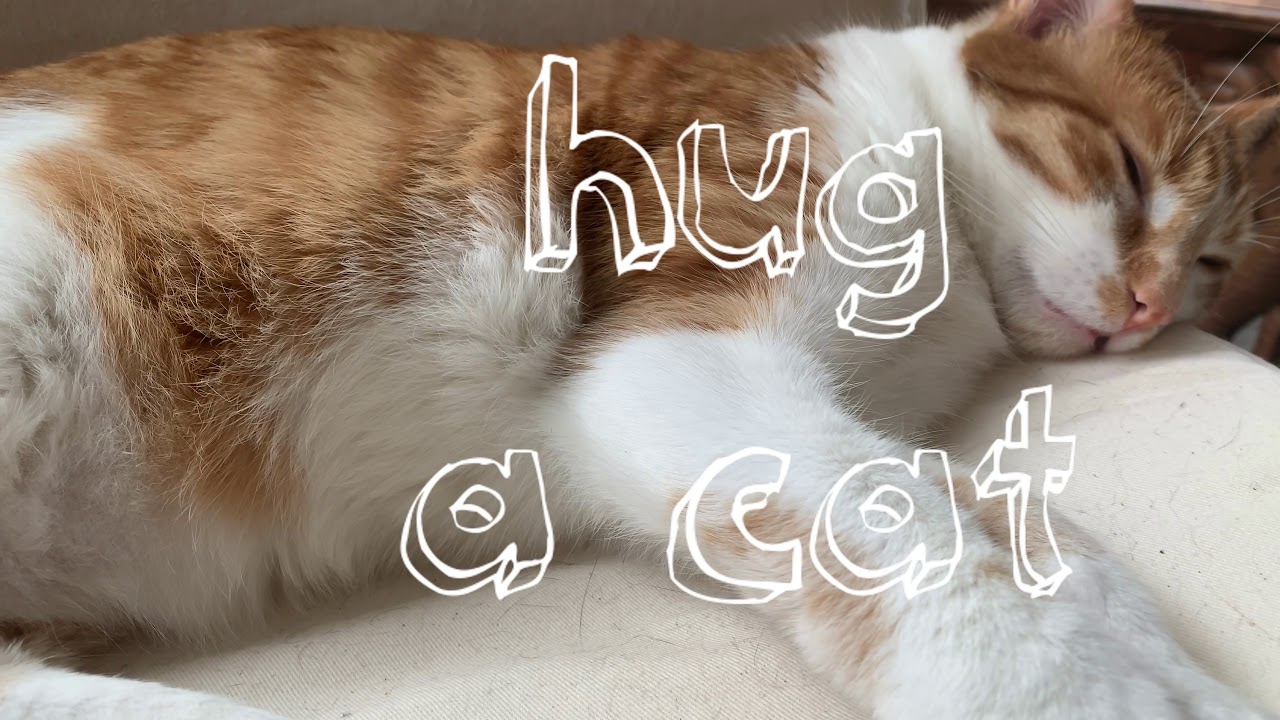 Abbracciare un Gatto (Hug a Cat) - ritmo afinado