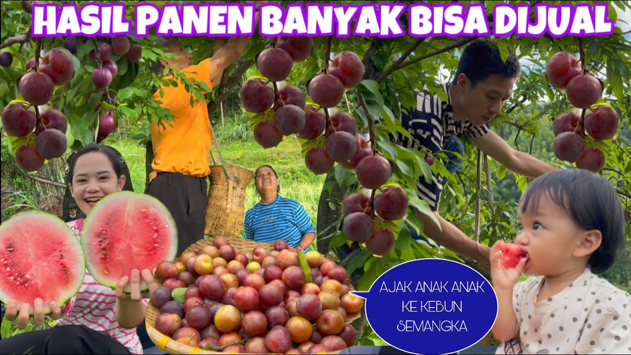 PLUM CERRY SUDAH MENGHITAM BUAH MELIMPAH HASIL PANEN BANYAK LANJUT CEK SEMANGKA DIKEBUN 