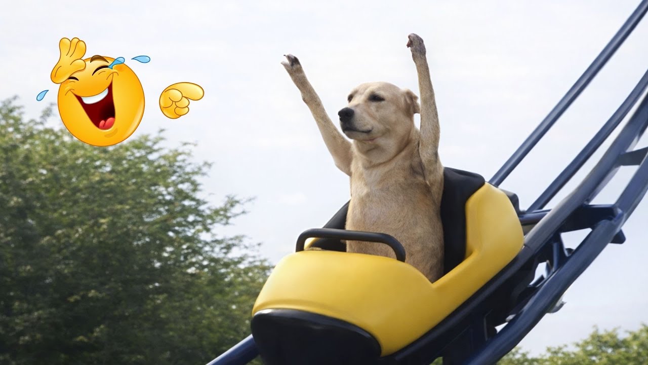 HILARIOUS DOGS Being Weird 🤪 NEW Funniest Dogs Video 2026