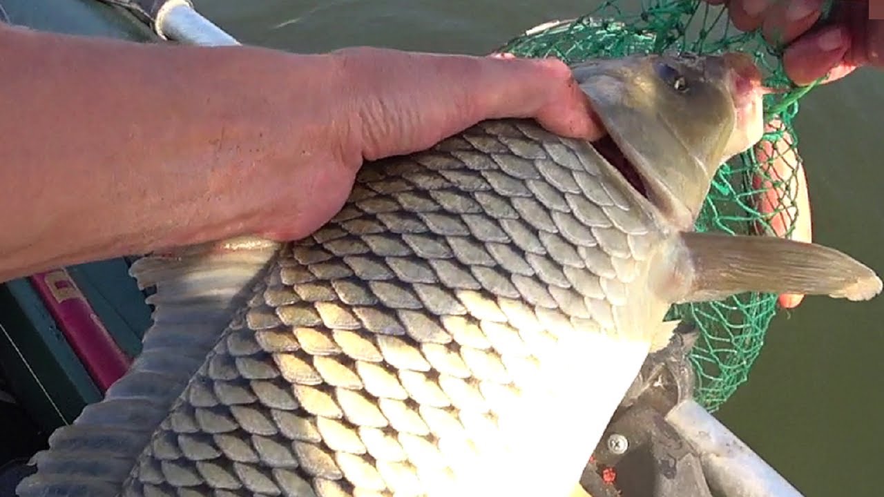 Вот это РЫБАЛКА 💥!!! ЖОР САЗАНА на реке и КАРАСИ МОНСТРЫ на обычные снасти