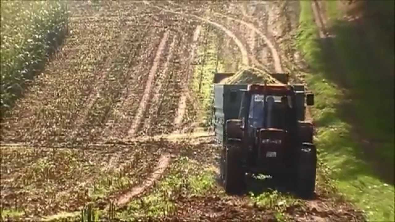 Maishäckseln 2013 mit Case IH Puma 125 | 4240 | 1056 XL und Mengele Mammut 6300 [HD]