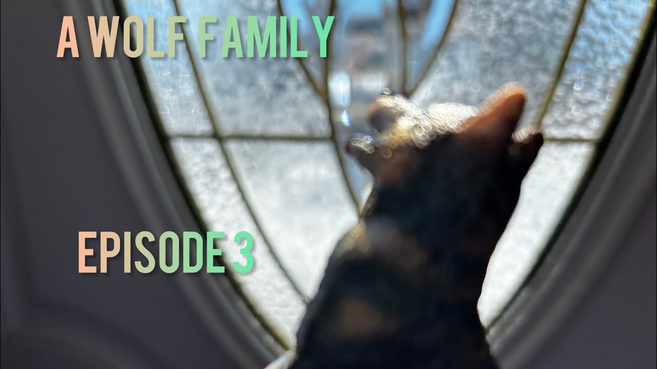 A wolf family (ep 3) wolf/dog series- brother?