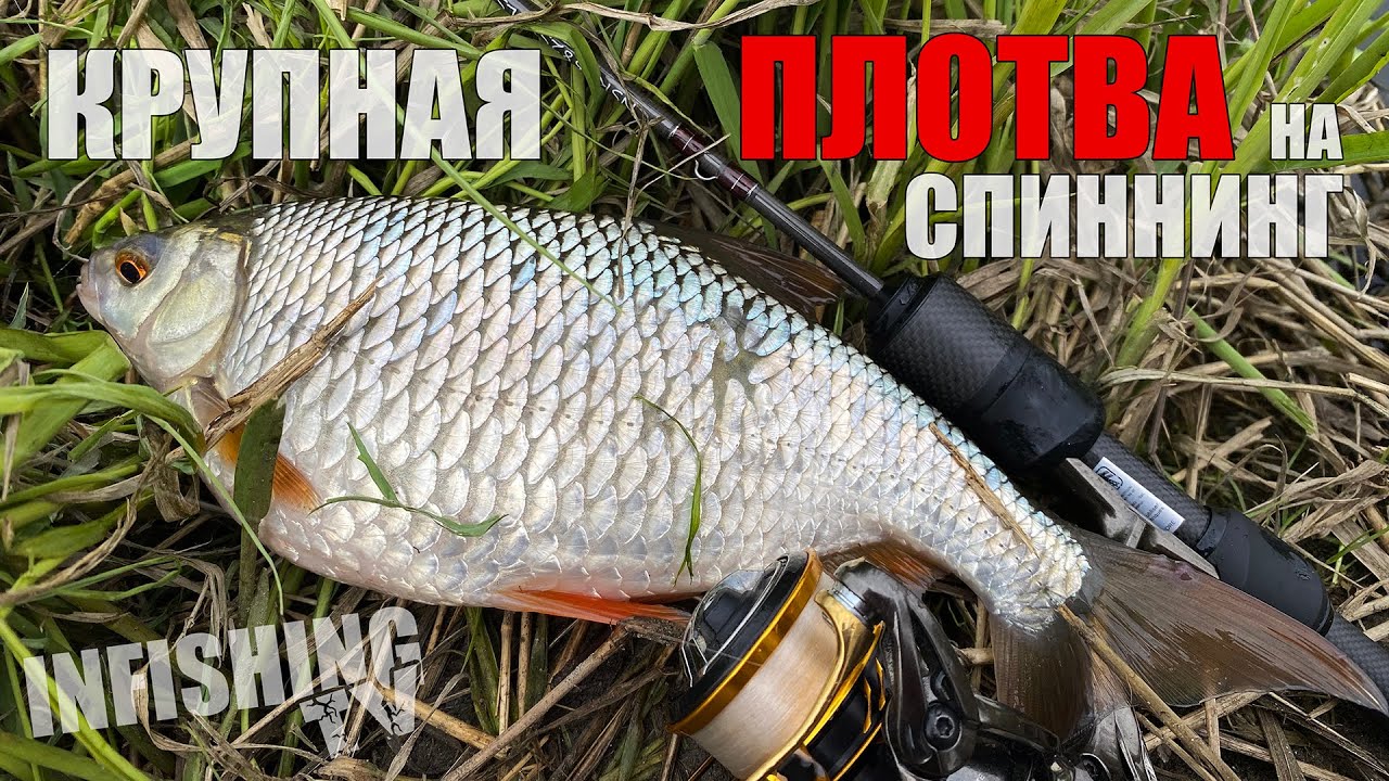 Ловля крупной плотвы на спиннинг. СО1Л. Часть 46