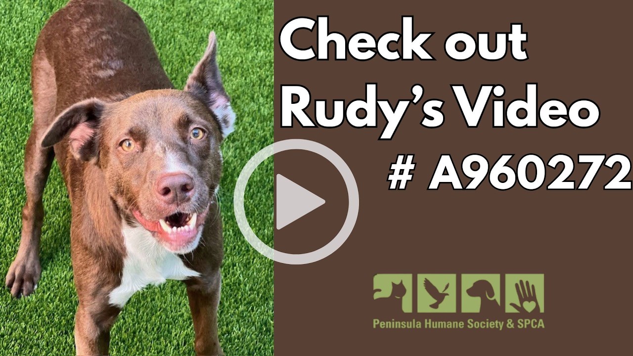 Meet Rudy - the  most special of special needs dogs!