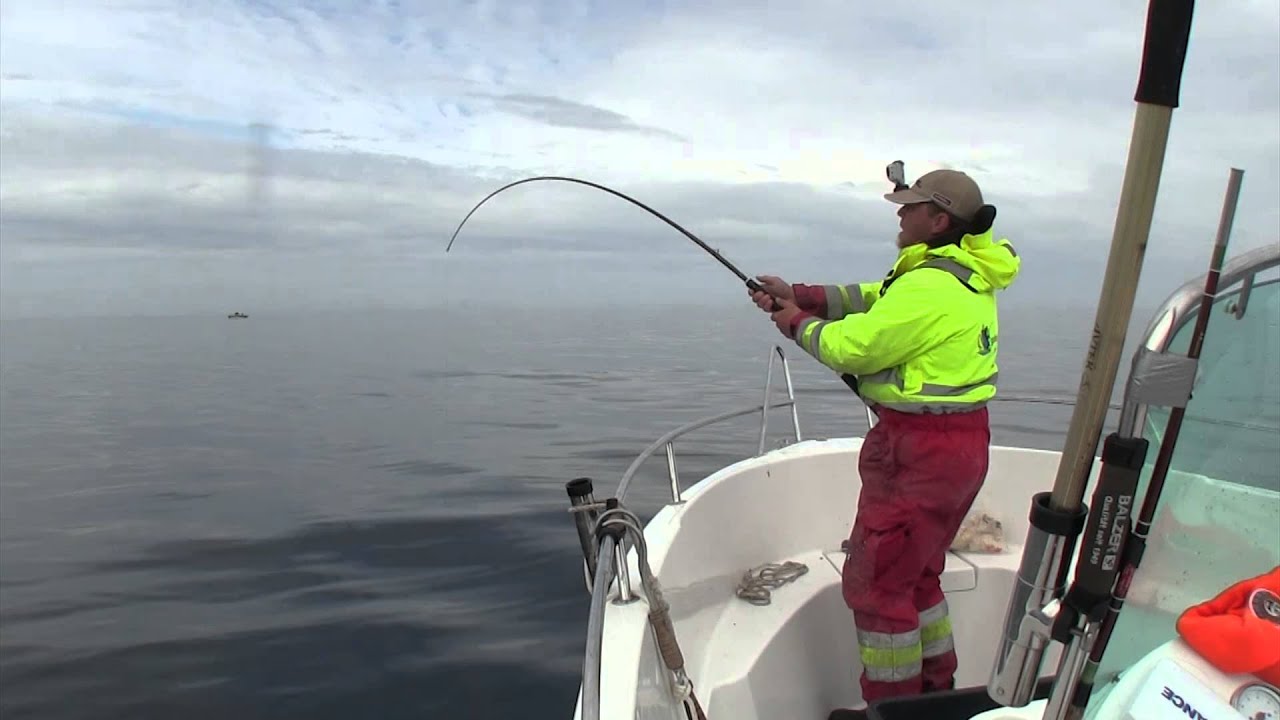 40 kg Heilbutt knapp gehakt auf goNorge Kveite Killer!
