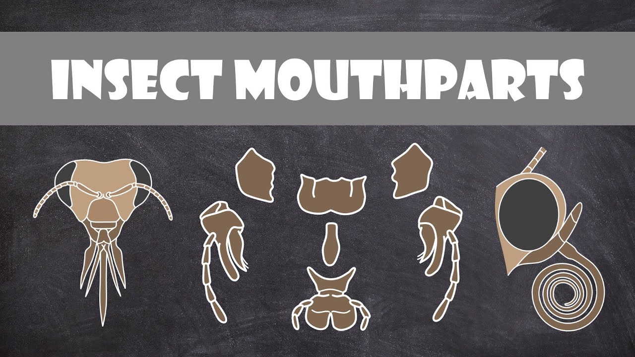 Insect Mouthparts | Entomology