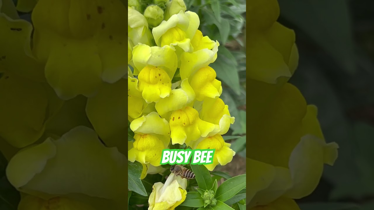 #busy #bees #evasabela #yellowflower