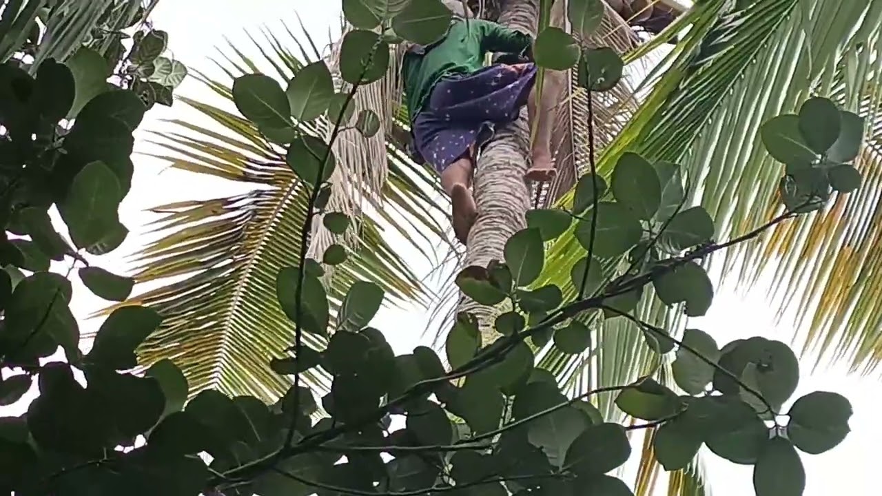 Young man gets the coconuts from fantastic hight