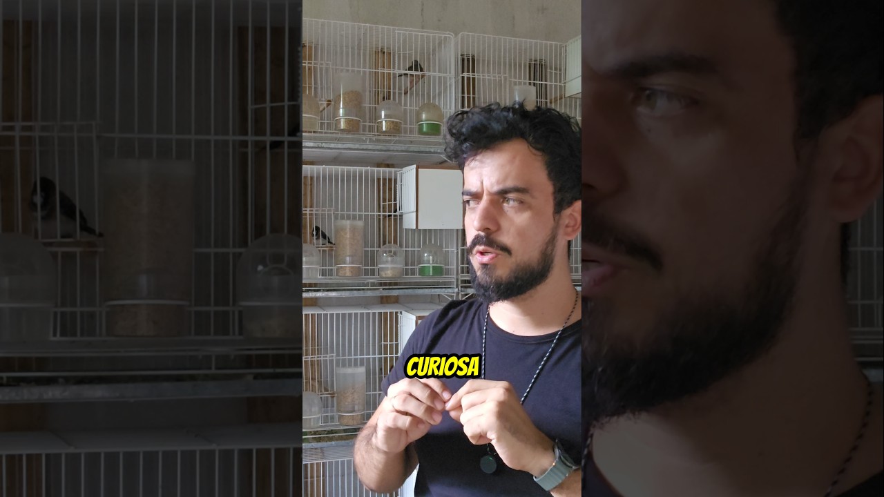 N&Atilde;O FICA inventando coisas demais ...Se liga #passaros #marceloarrudacriador #dicas #animals