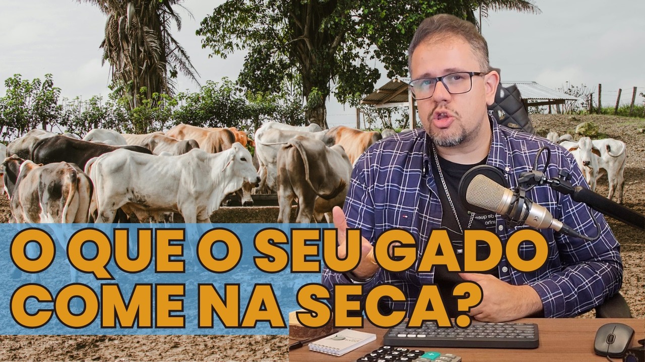 O que o BOI precisa COMER na SECA pra ter ganho de PESO