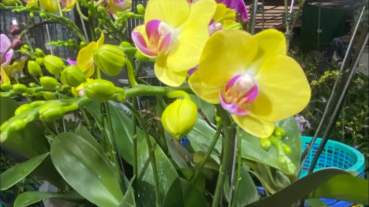 Dendro các loại giá rẻ anh chị ☎️ 0903177978