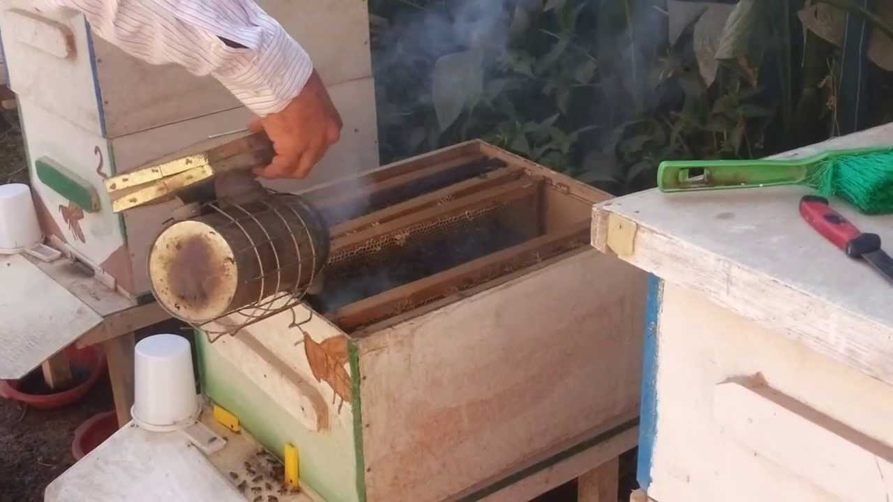 طريقه فرز العسل في العراق