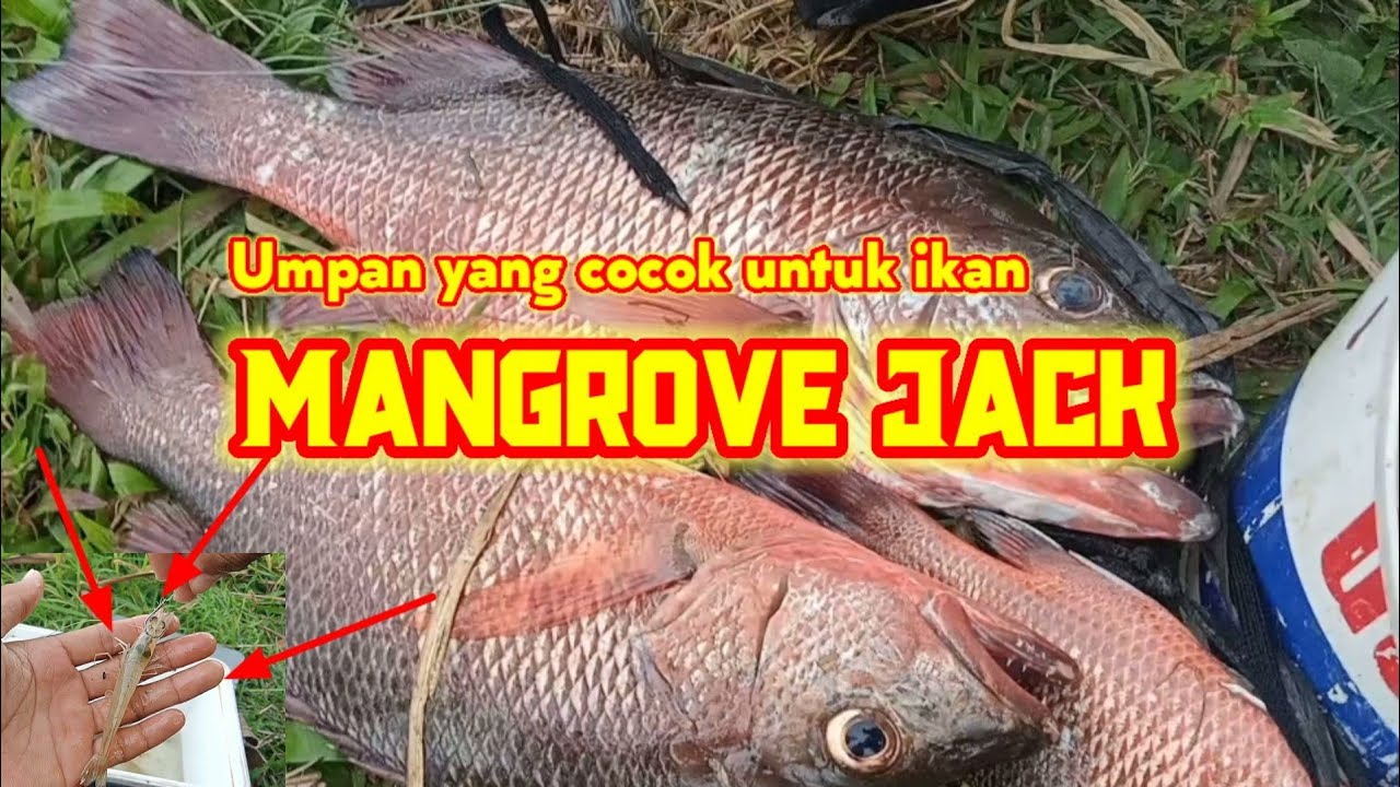 Umpan yang cocok untuk ikan MANGROVE JACK