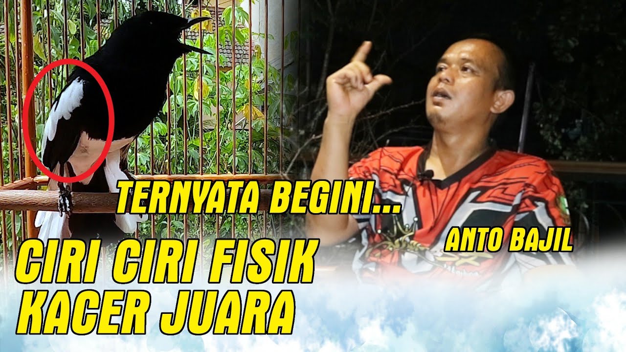 CIRI FISIK KACER JUARA - ANTO BAJIL PART 1