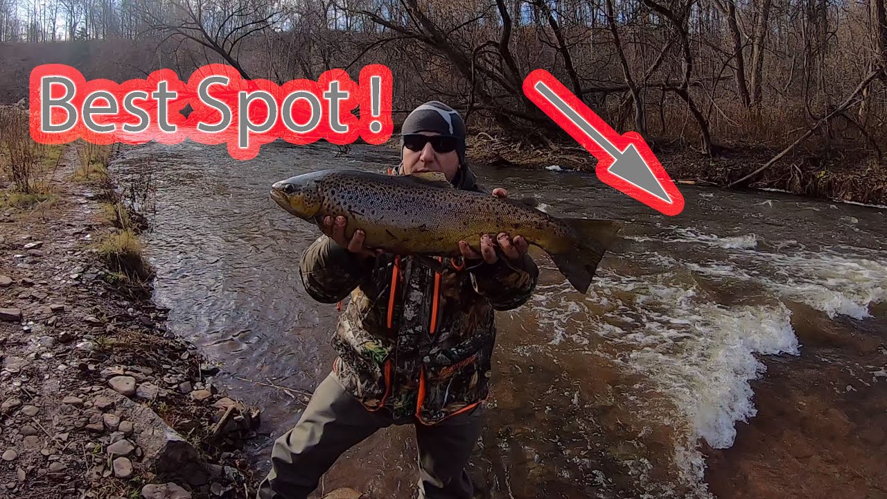 Big City Fishing - First Rainbow/Brown and Coho?
