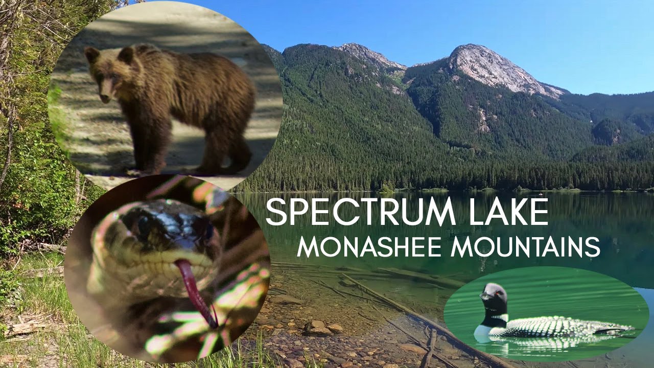 Snakes, Grizzlies, and Loons | Hiking and Trout Fishing in Canada | Spectrum Lake, BC