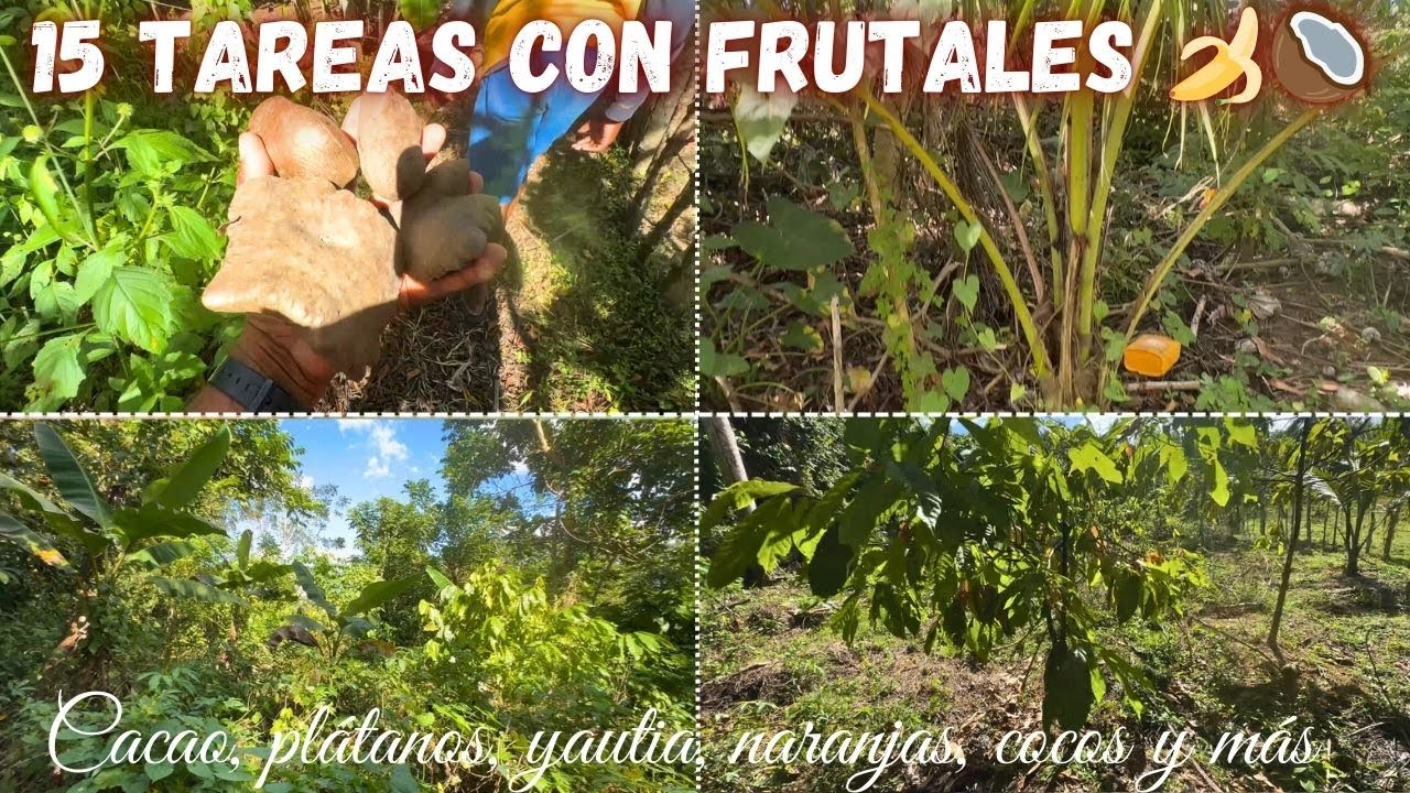 Finquita en venta de 15 tareas con muchos Frutales en Hatillo - monte plata