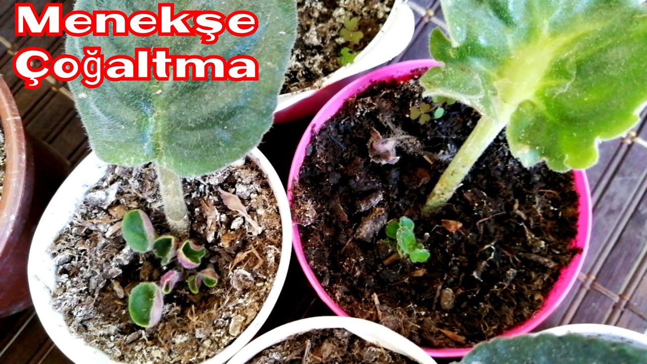 Yaprak Menekşelerim İlk Yavrularını Verdi. Menekşe Çoğaltma. Menekşe Bakımı. Africa viole.