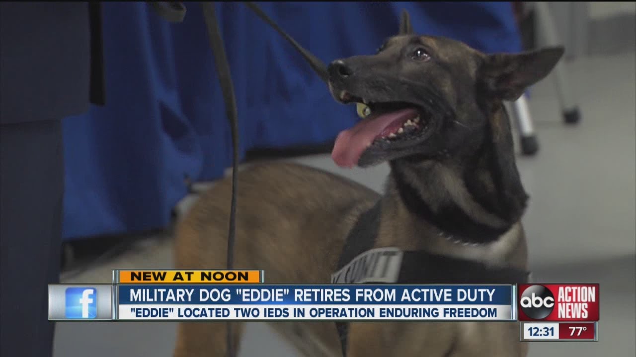 Eddie, a military dog, receives retirement party