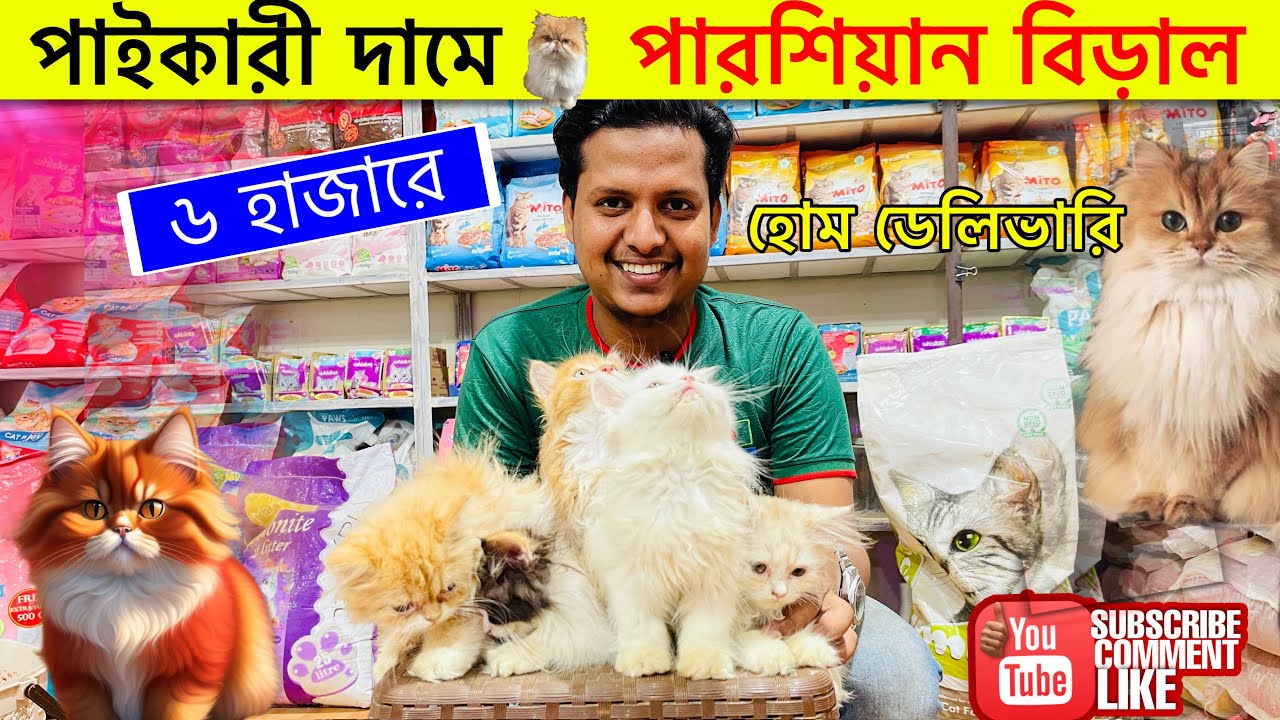 Persian cat price in Bangladesh 2025 |  New persian baby price in Bangladesh 2025
