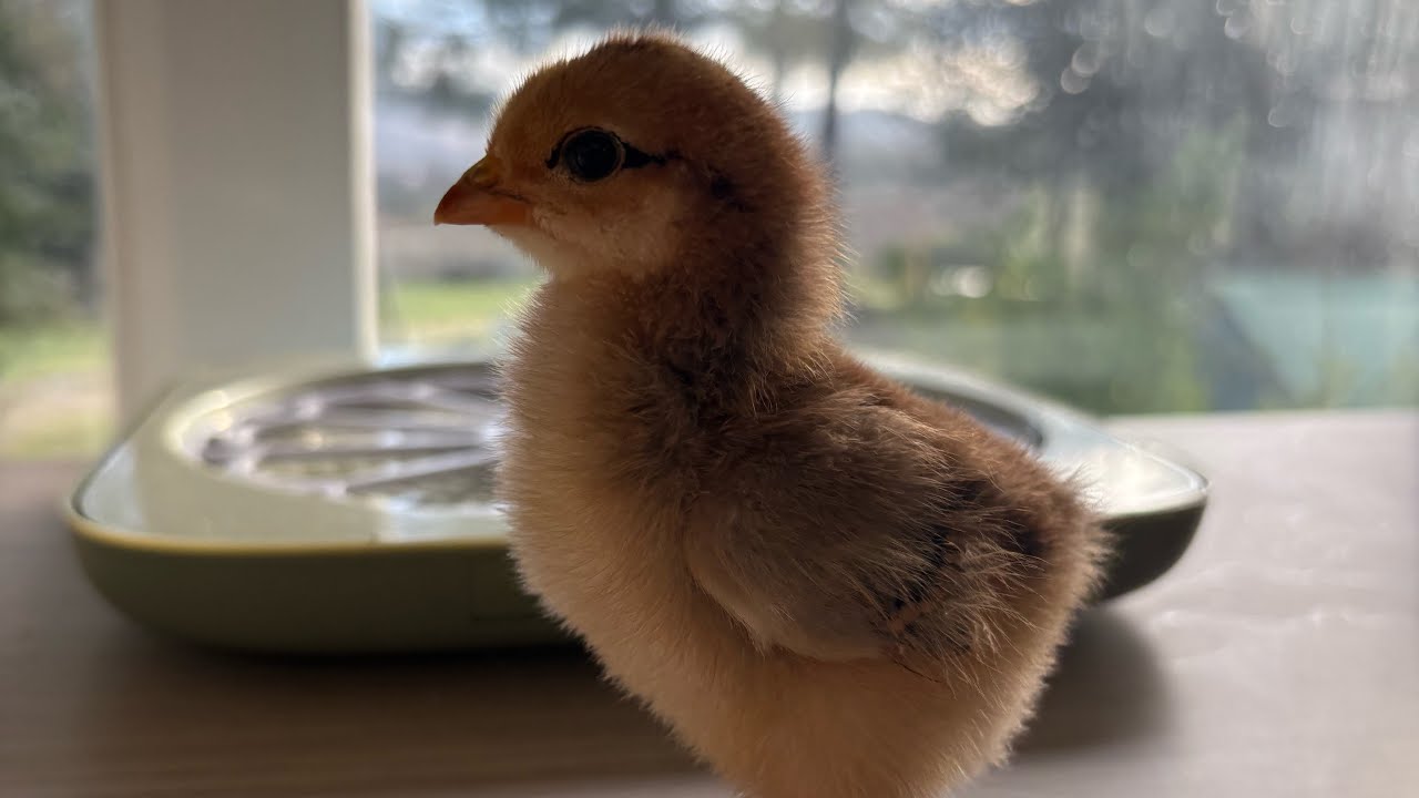 Création poussinière faite maison 🐣 
