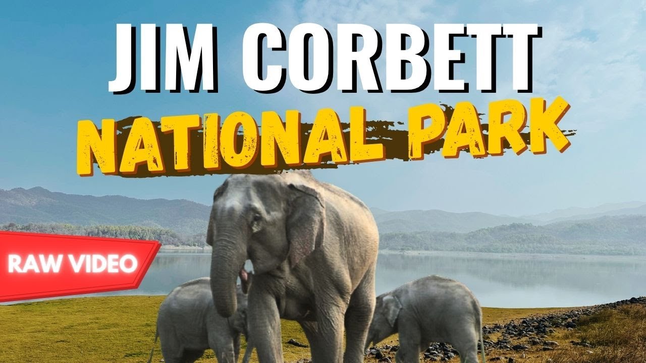 COMPLETE RAW VIDEO 📸😍 Jim corbett national park | beauty of dhikala