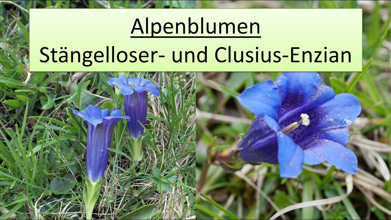 Pflanzenportrait Enzian (Clusius- und Stängelloser Enzian)