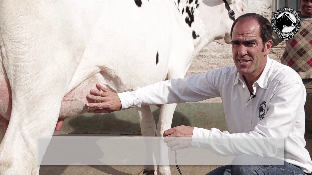 La Calificaci&oacute;n por Tipo en Vacas Lecheras